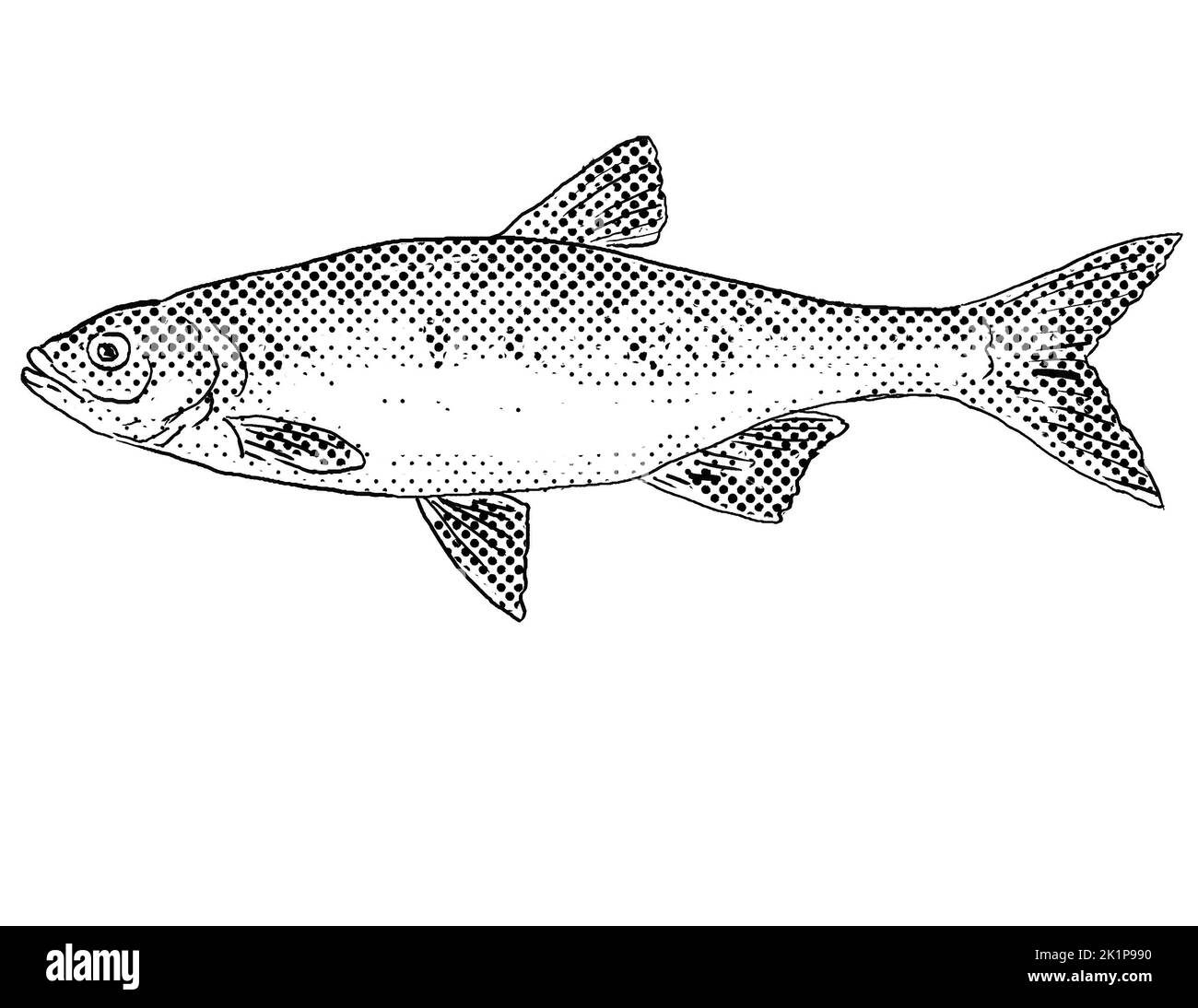 Cartoon style line drawing of a redfin shiner or Lythrurus umbratilis a freshwater fish endemic to North America with halftone dots shading on isolate Stock Photo