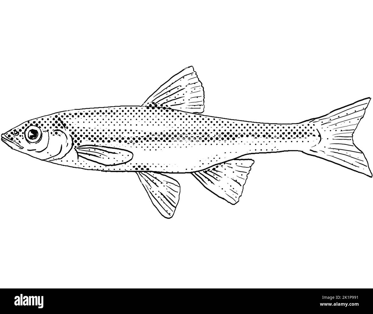 Cartoon style line drawing of a rosyface shiner or Notropis rubellus a freshwater fish endemic to North America with halftone dots shading on isolated Stock Photo