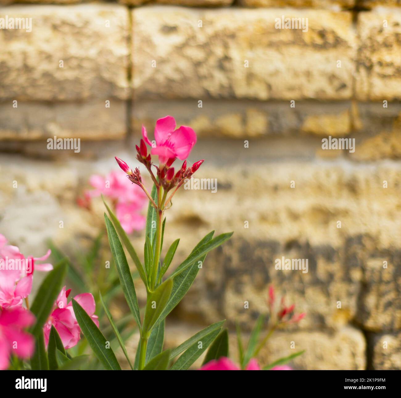 Pink flowers on a stone wall. Wall of Tears. Bloom. Memorable dates ...