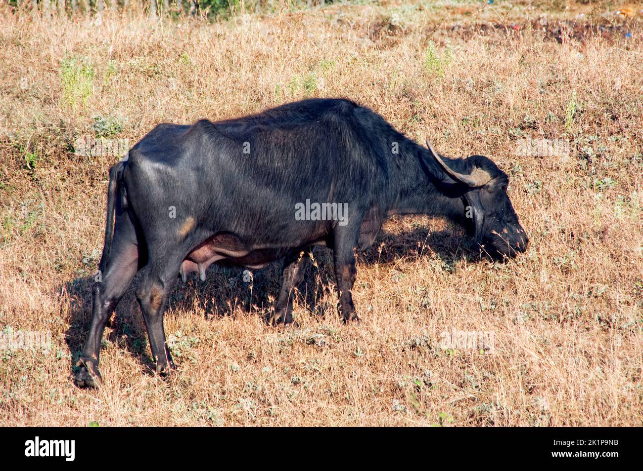 Buffalo grazing in dried grass area at Bhandardara Stock Photo