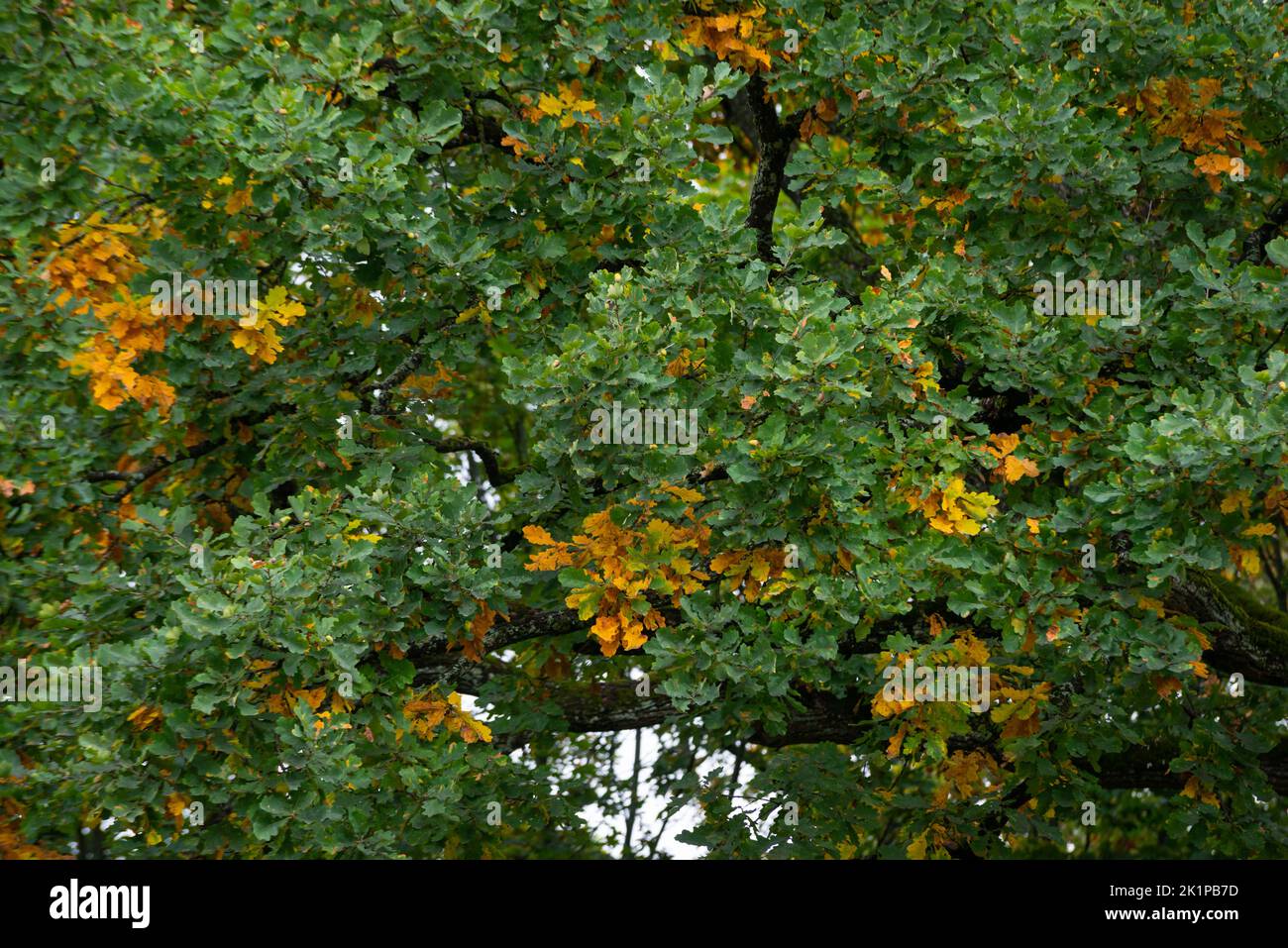 Sunlight sunset oak tree hi-res stock photography and images - Alamy