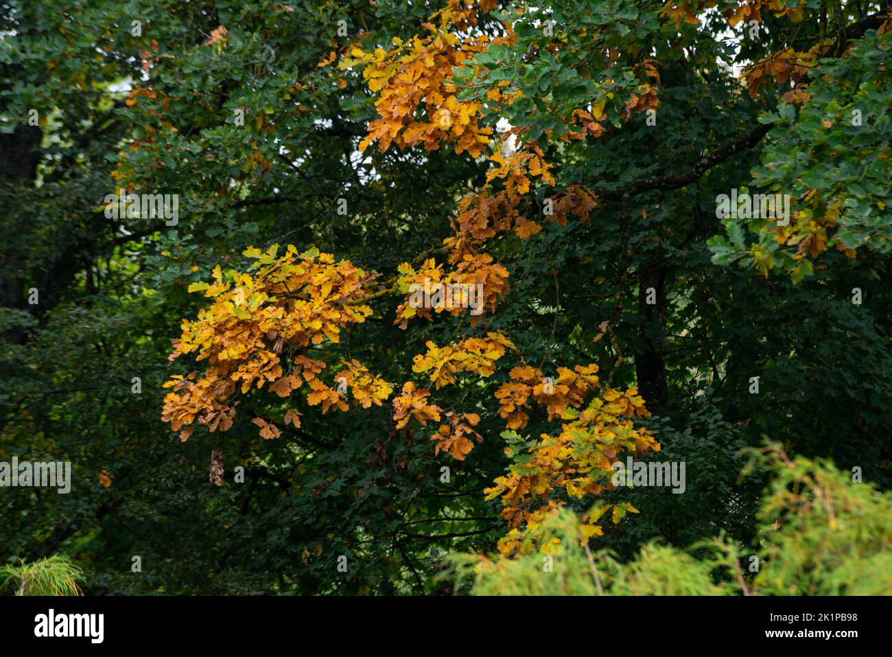 Autumn sunset oak tree hi-res stock photography and images - Alamy
