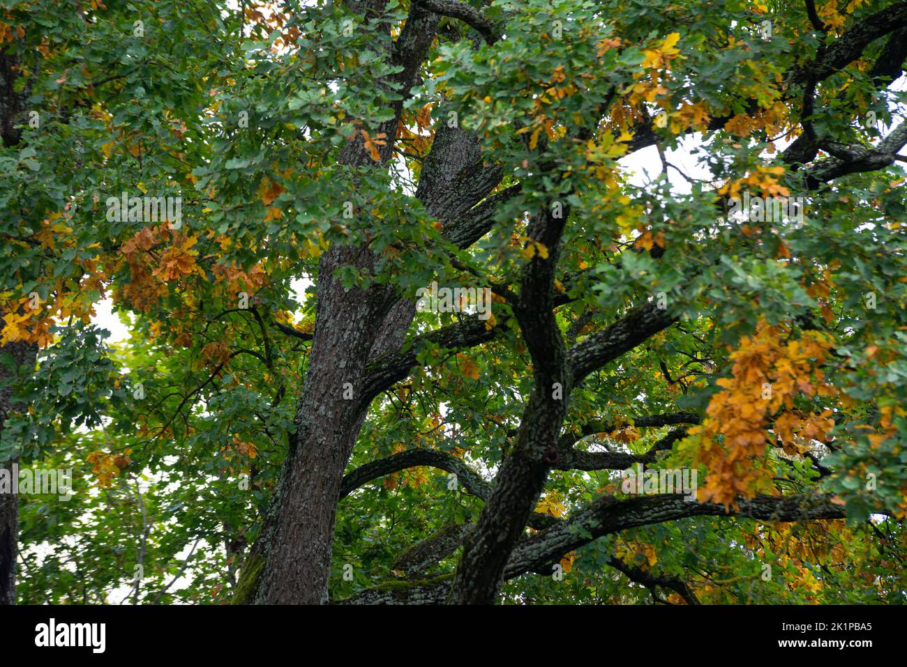 Autumn sunset oak tree hi-res stock photography and images - Alamy