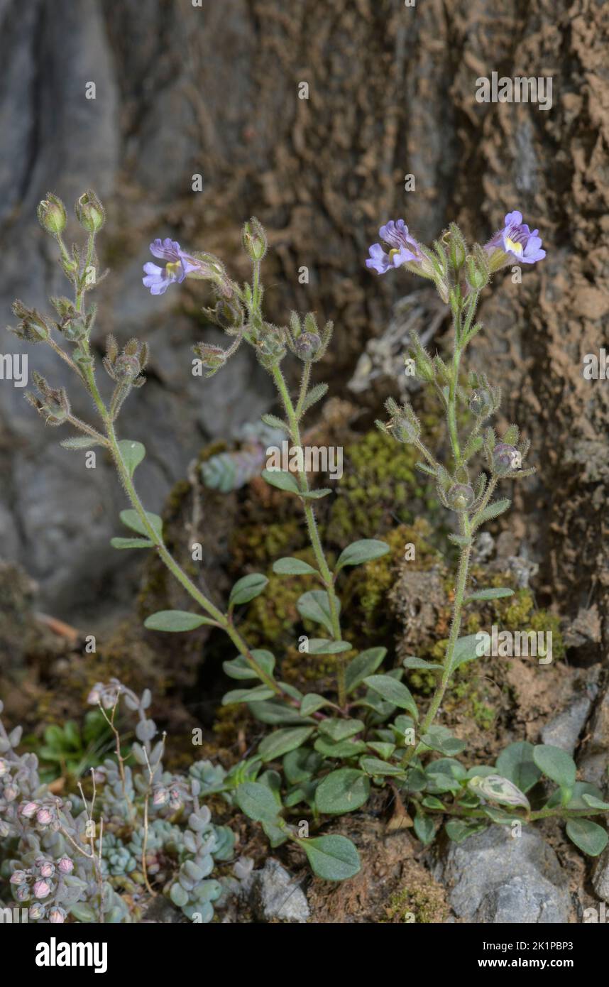 Dwarf Snapdragon, Chaenorrhinum origanifolium, in flower, Pyrenees. Stock Photo