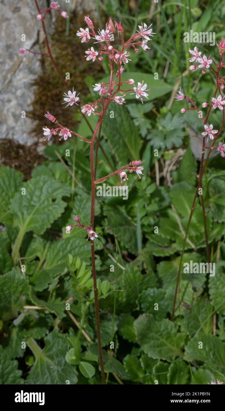 A saxifrage, Saxifraga hirsuta subsp. paucicrenata, in flower in the Pyrenees. Stock Photo