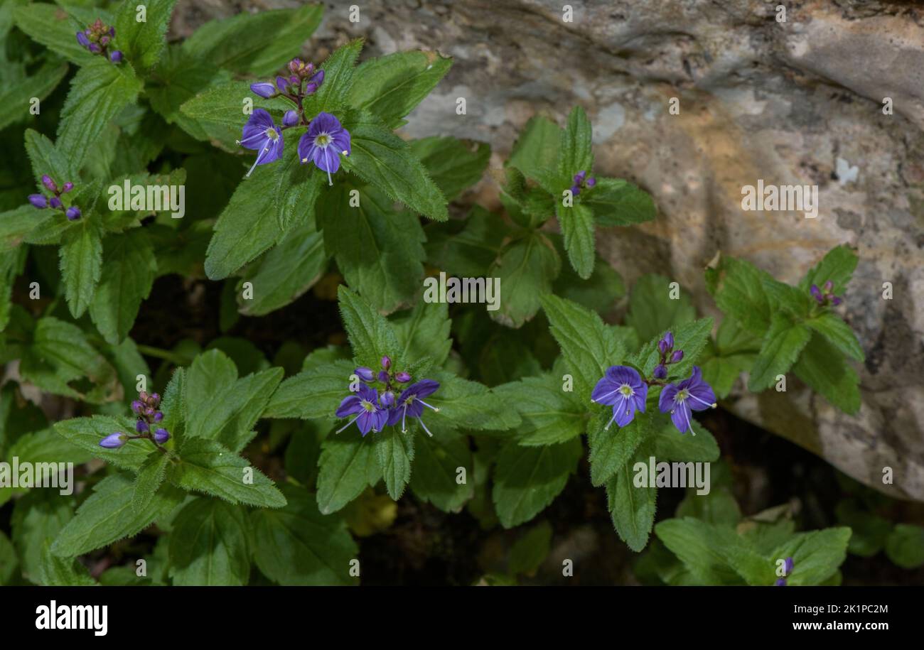 Spiked Pyrenean Speedwell, Veronica ponae, in flower by mountain stream, Pyrenees. Stock Photo