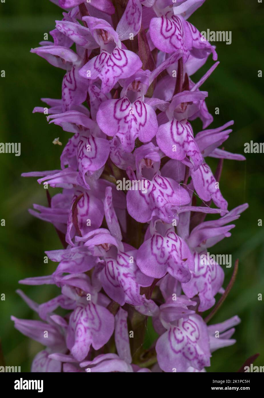 Part of a hybrid swarm of Marsh Orchids, Dactylorhiza spp, on the Col du Pourtalet, probably involving D. elata, D. maculata and D. majalis. Stock Photo