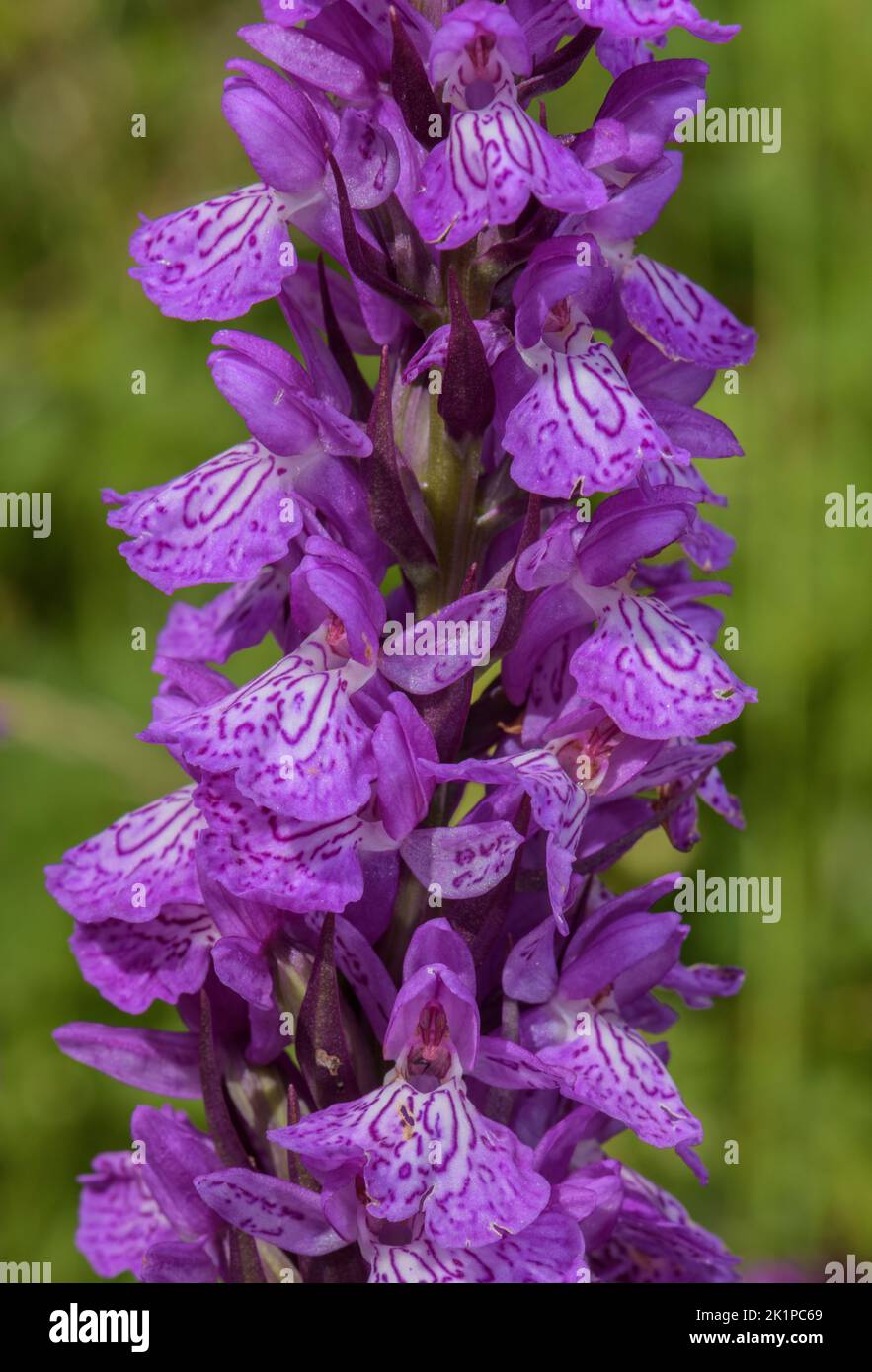 Part of a hybrid swarm of Marsh Orchids, Dactylorhiza spp, on the Col du Pourtalet, probably involving D. elata, D. maculata and D. majalis. Stock Photo