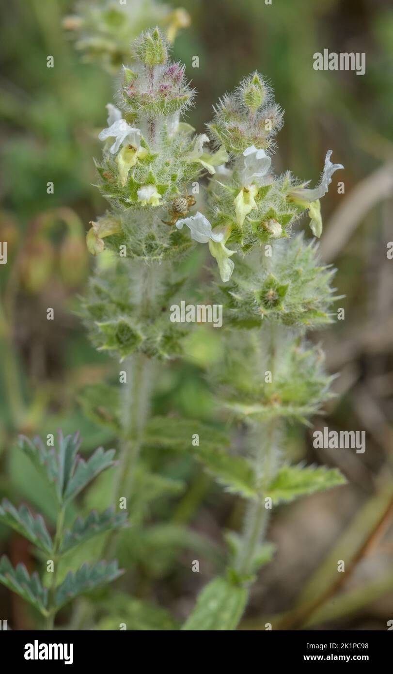 Hairy Ironwort, Sideritis hirsuta, in flower in dry grassland, Pyrenees. Stock Photo