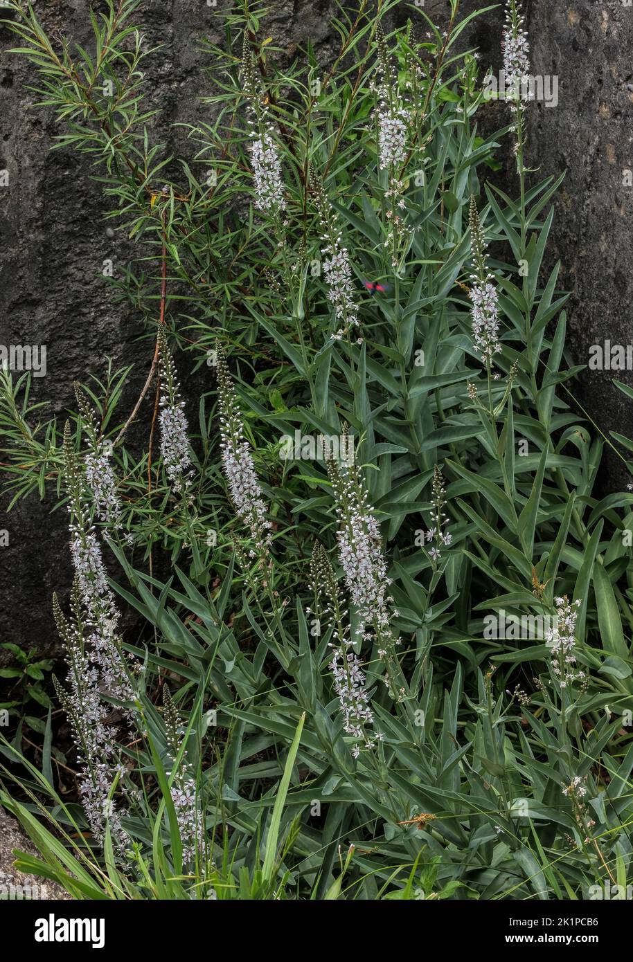 Willow-leaved loosestrife, Lysimachia ephemerum, in flower in the Pyrenees. Stock Photo