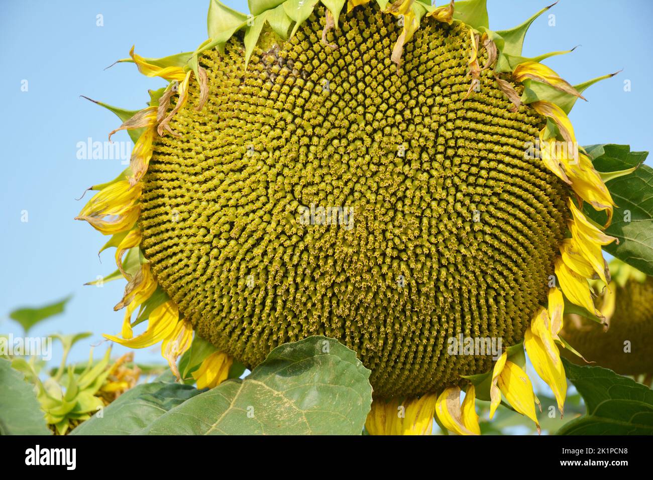 Ripe sunflower seeds on green sunflower plant ready for harvesting. Stock Photo