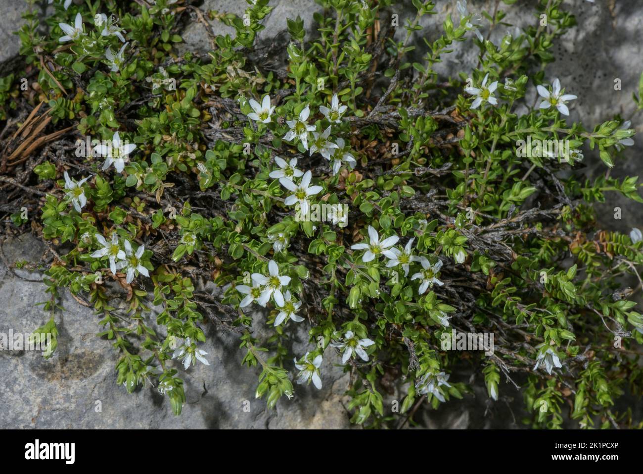 Fringed sandwort, Arenaria ciliata ssp. multicaulis, in flower in stony alpine pasture, Pyrenees. Stock Photo