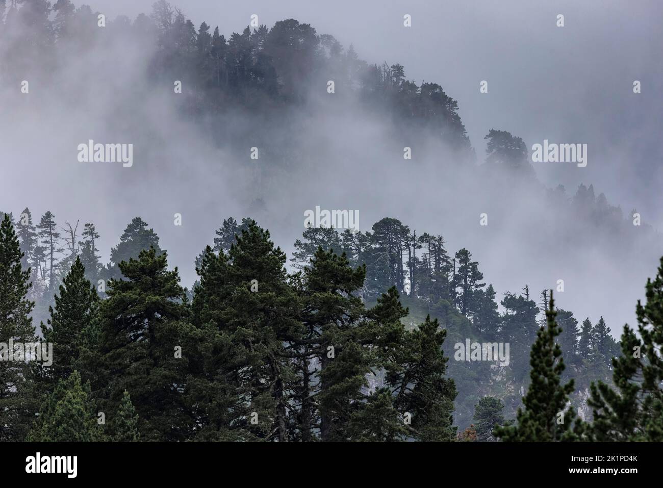 Mountain pines and other trees in the Larra Karst Massif, Reserva Natural de Larra, just below Col de la Pierre Saint-Martin in the Spanish Pyrenees. Stock Photo