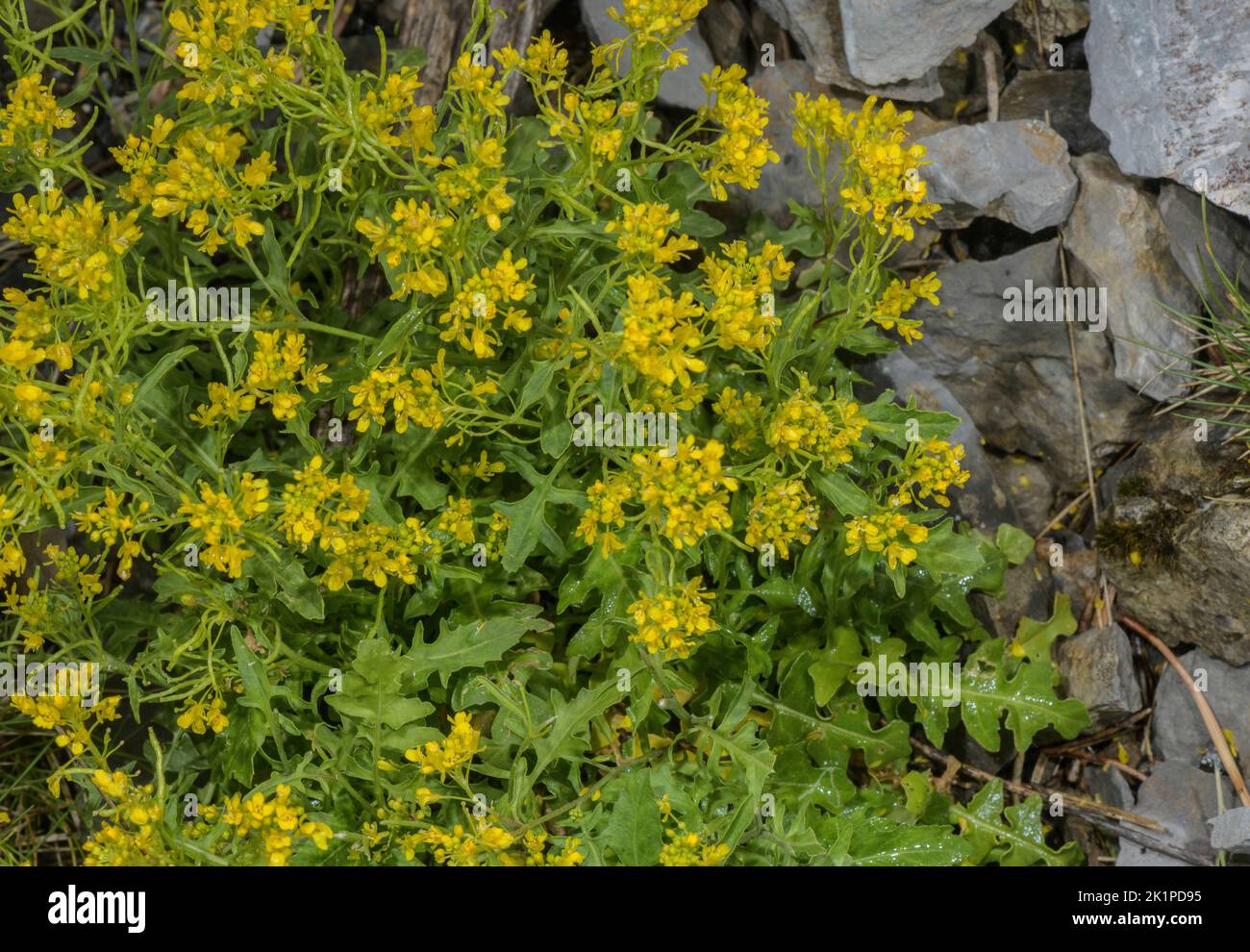 Austrian Rocket, Sisymbrium austriacum, in flower in the Pyrenees. Stock Photo