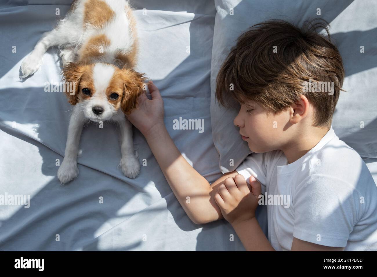 boy with a dog in an embrace lies in bed in morning. Sleep with pets