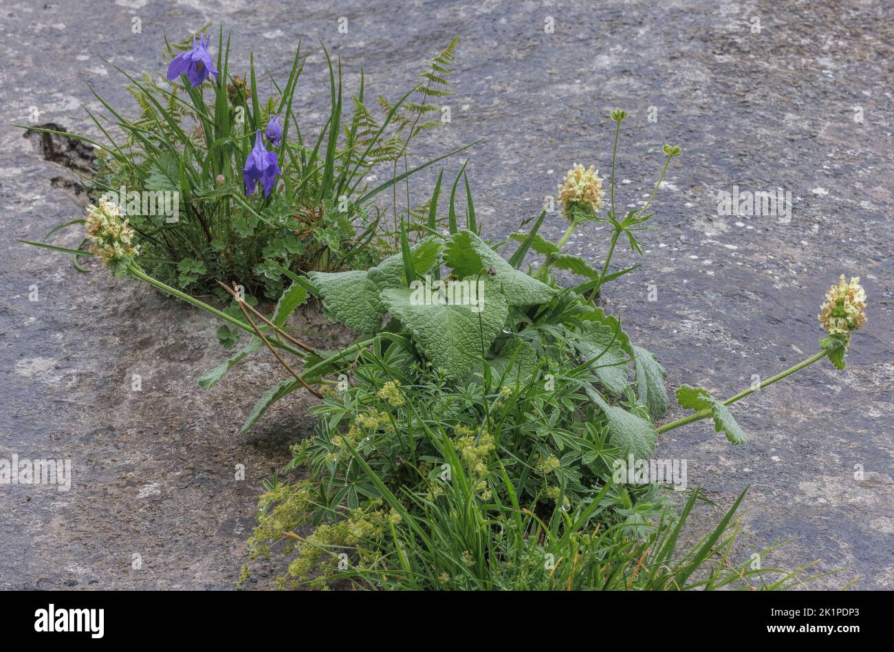 Flowers in crevice on Damp fluted limestone cliff, (inc Yellow Betony and Pyrenean Columbine)  on the Col de la Pierre Saint-Martin, Pyrenees. Stock Photo