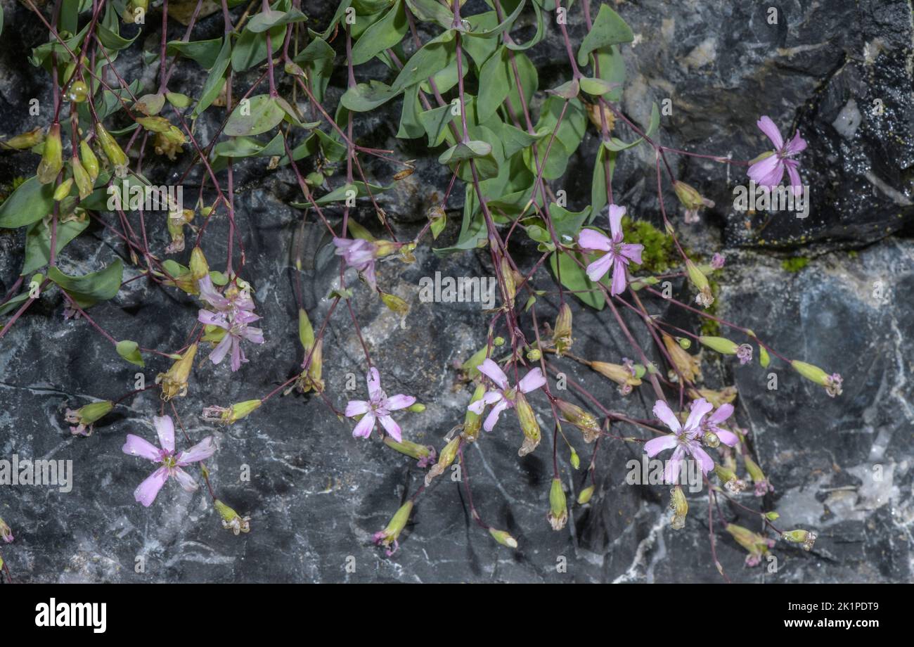Pyrenean Petrocoptis, Silene glaucifolia, in flower on damp limestone cliff, Pyrenees. Stock Photo
