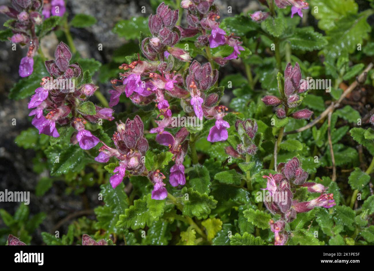 Wall germander, Teucrium chamaedrys in flower on limestone cliff, Pyrenees. Stock Photo