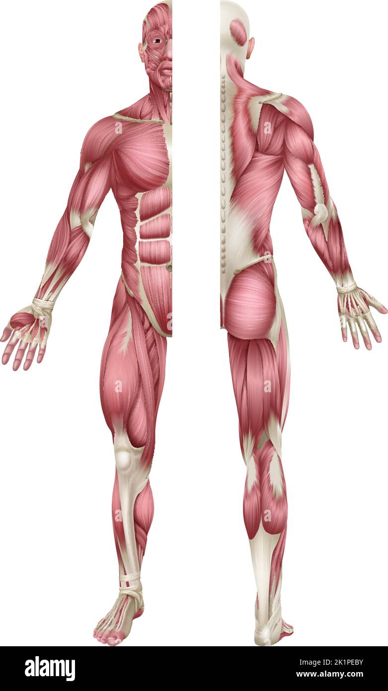 Human Body Muscles Anatomy Illustration Front Back Stock Vector