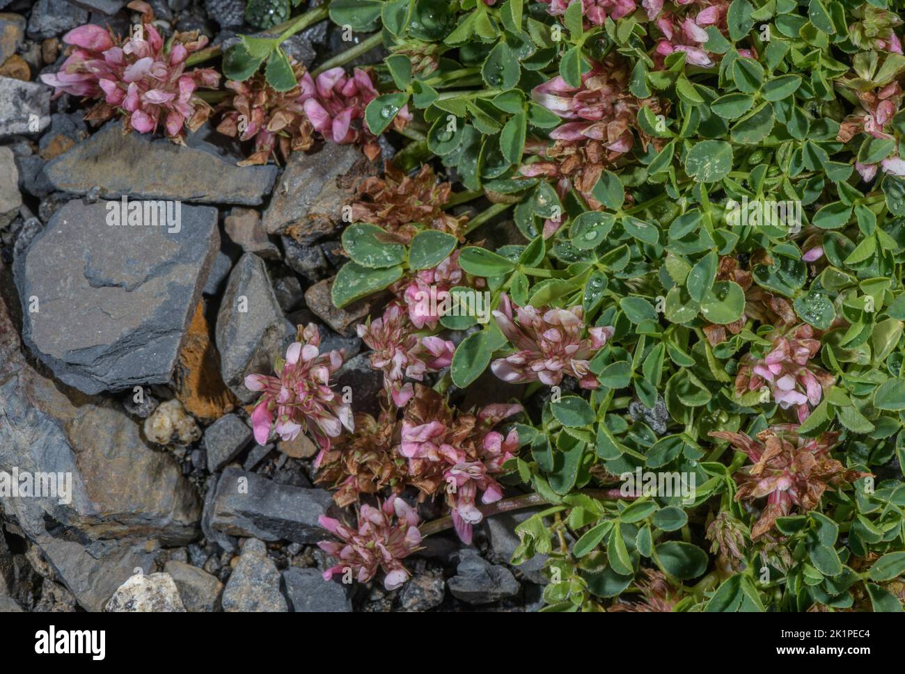 Mat of Thal's Clover, Trifolium thalii, in flower on roadside. Stock Photo