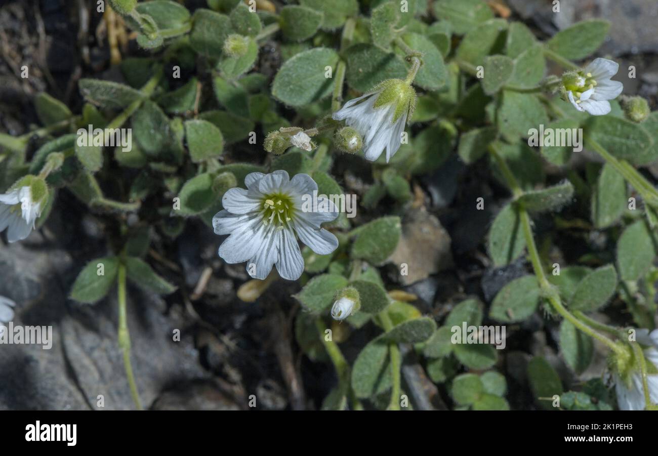 Alpine mouse-ear, Cerastium alpinum in flower, high in the Pyrenees. Stock Photo