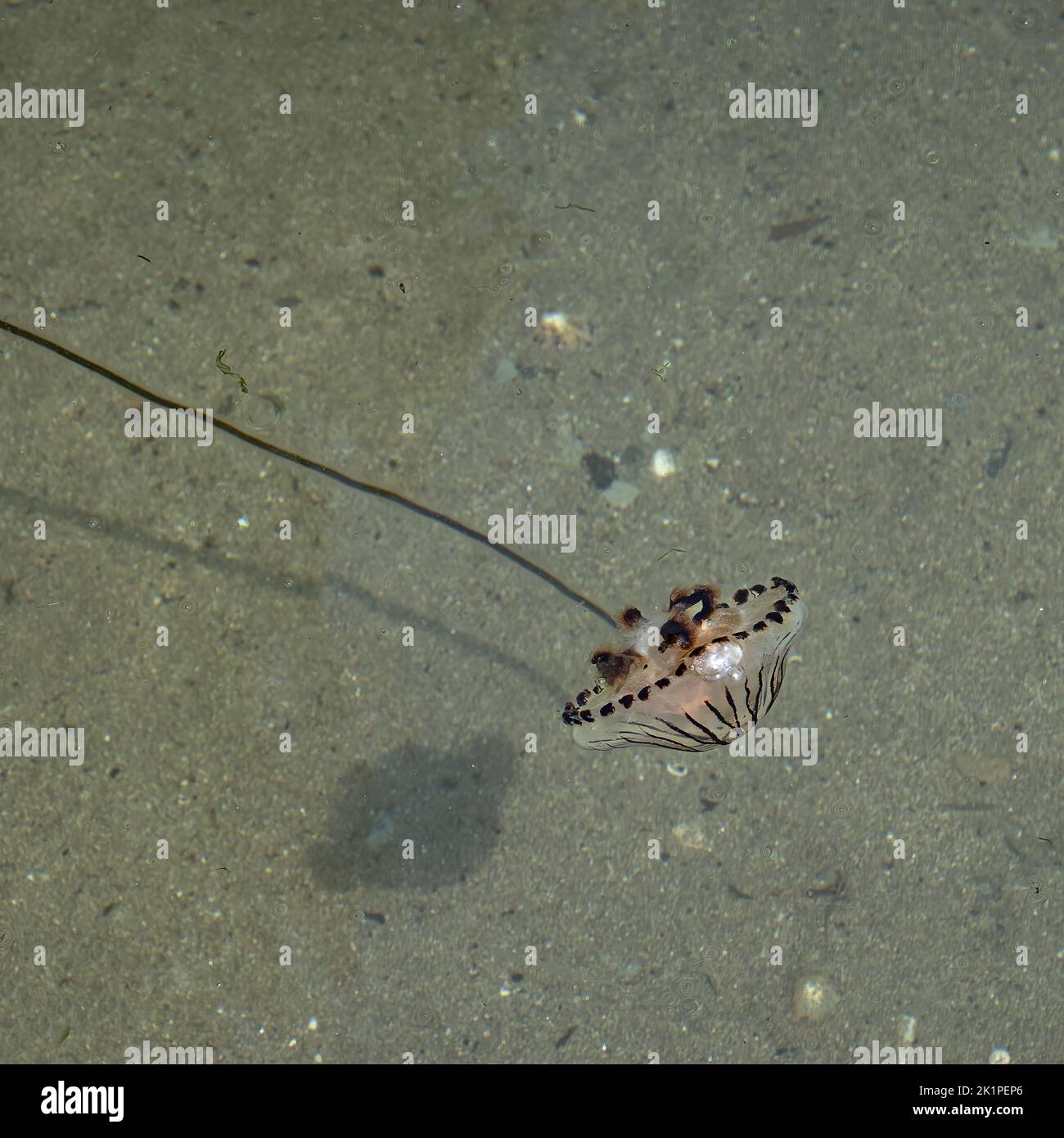 Compass jellyfish (Chrysaora hysoscella) in the sea off Cornwall Stock