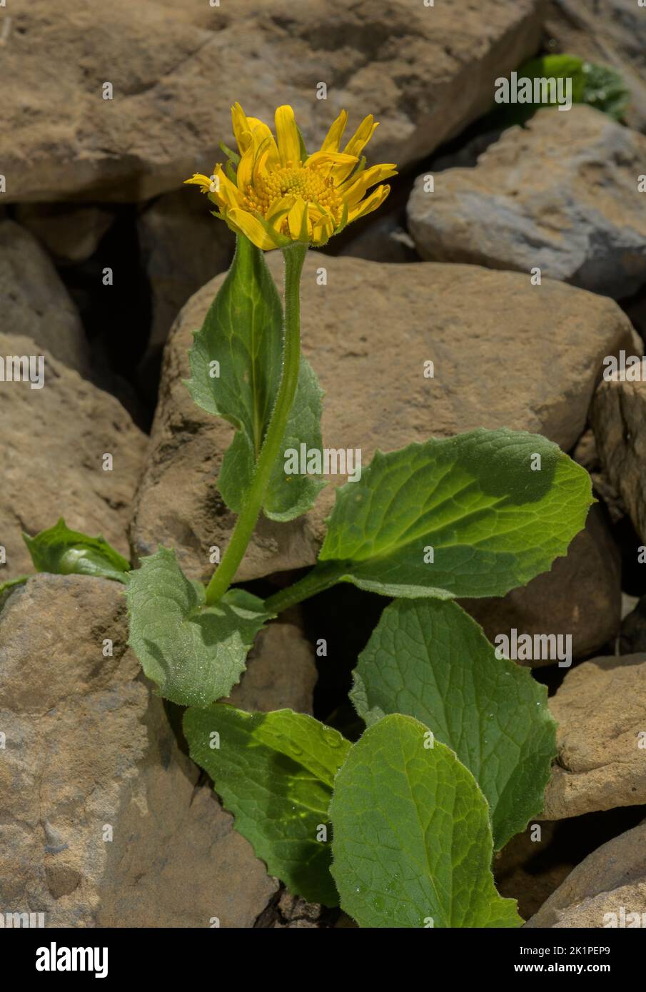 Large-flowered Leopard's-bane, Doronicum grandiflorum in flower on scree, central Pyrenees. Stock Photo