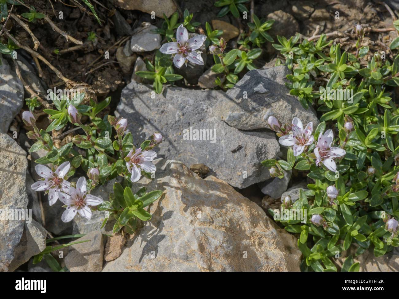 Pink sandwort, Arenaria purpurascens, in flower on limestone scree, Pyrenees. Stock Photo