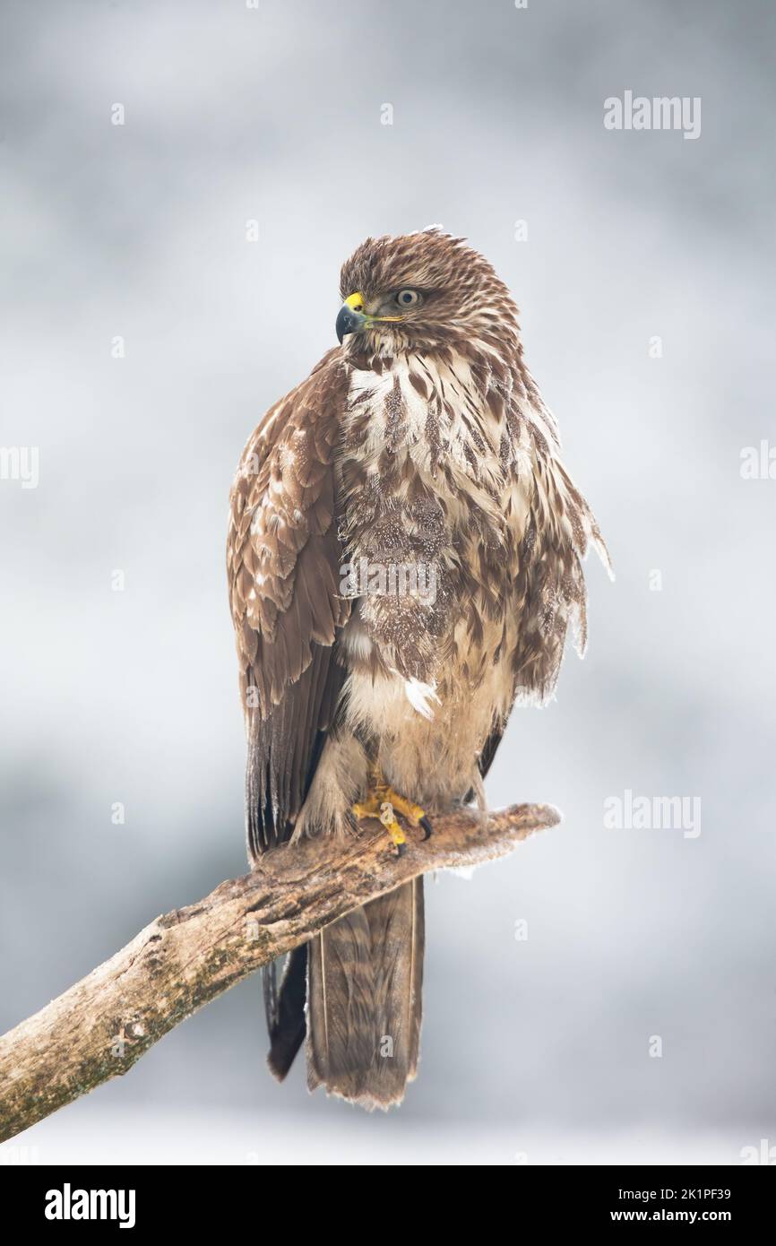 Majestic common buzzard sitting on the frozen branch in winter Stock Photo