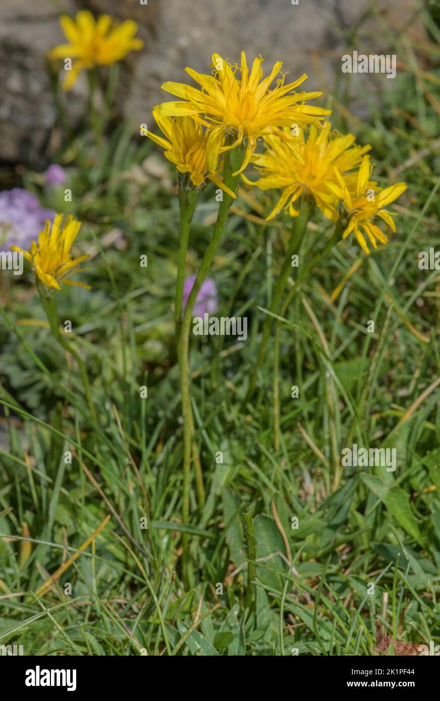 Pyrenean Hawkbit, Scorzoneroides pyrenaica subsp. pyrenaica, in flower high in the Pyrenees. Stock Photo