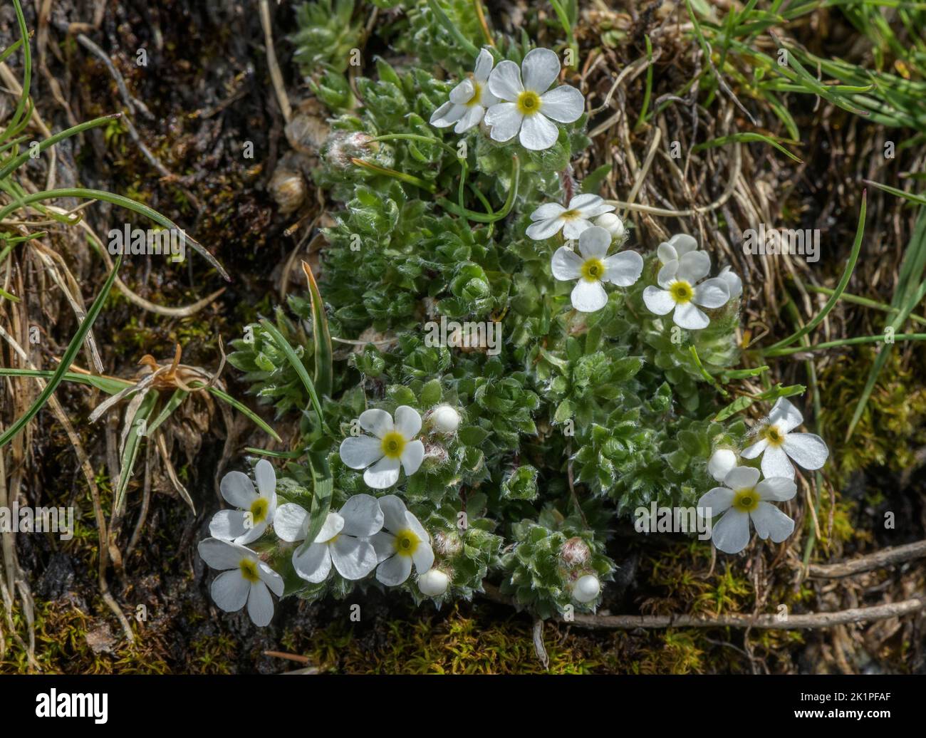 Hairy rock-jasmine, Androsace villosa, in flower, Pyrenees. Stock Photo