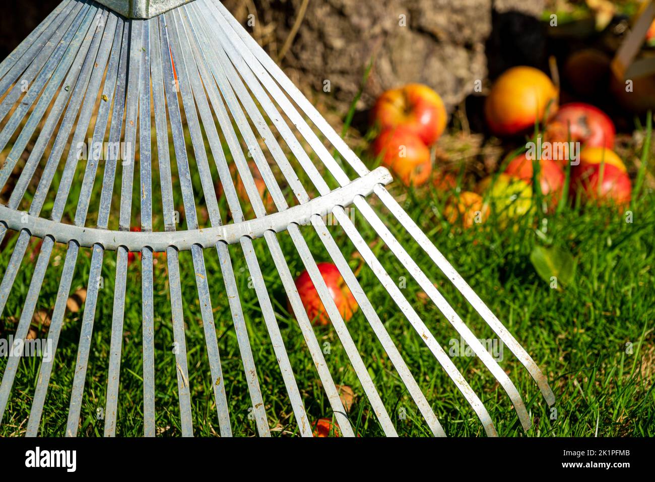 Harvesting fallen apples with a leaf rake Stock Photo