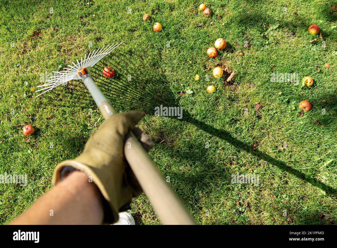 Harvesting fallen apples with a leaf rake Stock Photo