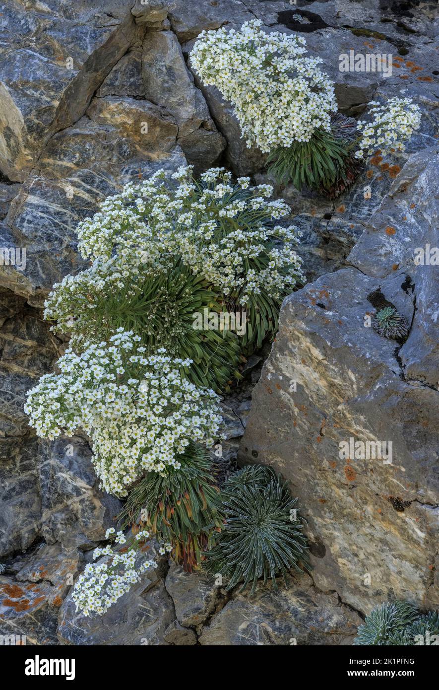 Clumo of Pyrenean Saxifrage, Saxifraga longifolia, in flower in the Pyrenees Stock Photo