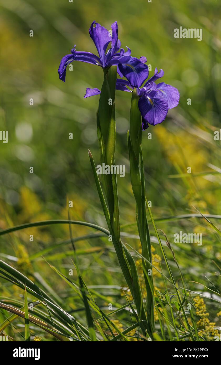 English iris, Iris jacquinii, (Iris latifolia) in flower in the Pyrenees. Stock Photo