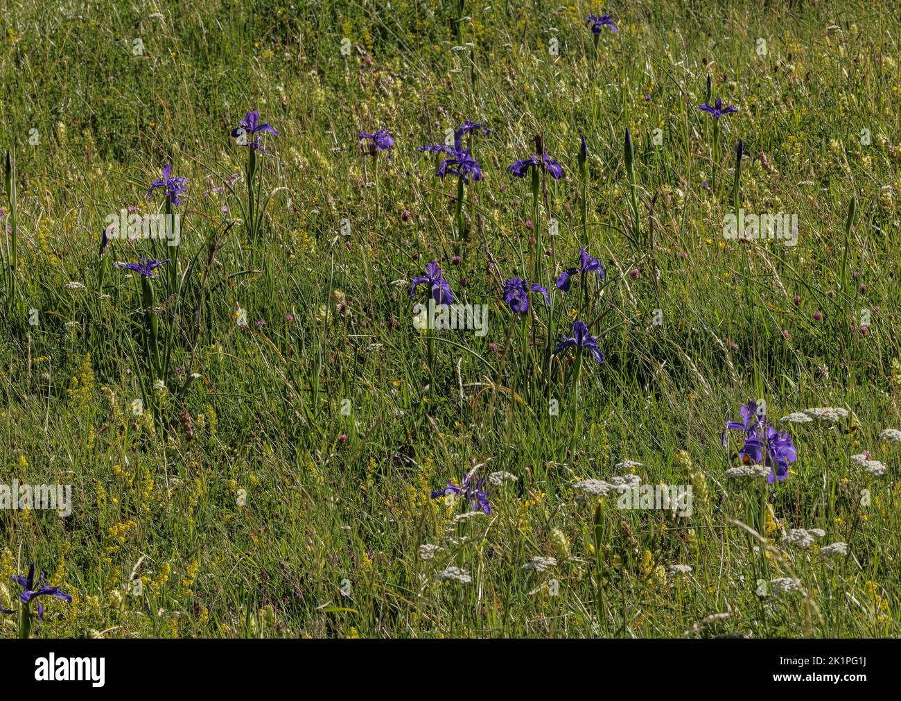 English iris, Iris jacquinii, in flower in mountain grassland, Val d'Ossue, Pyrenees. Stock Photo