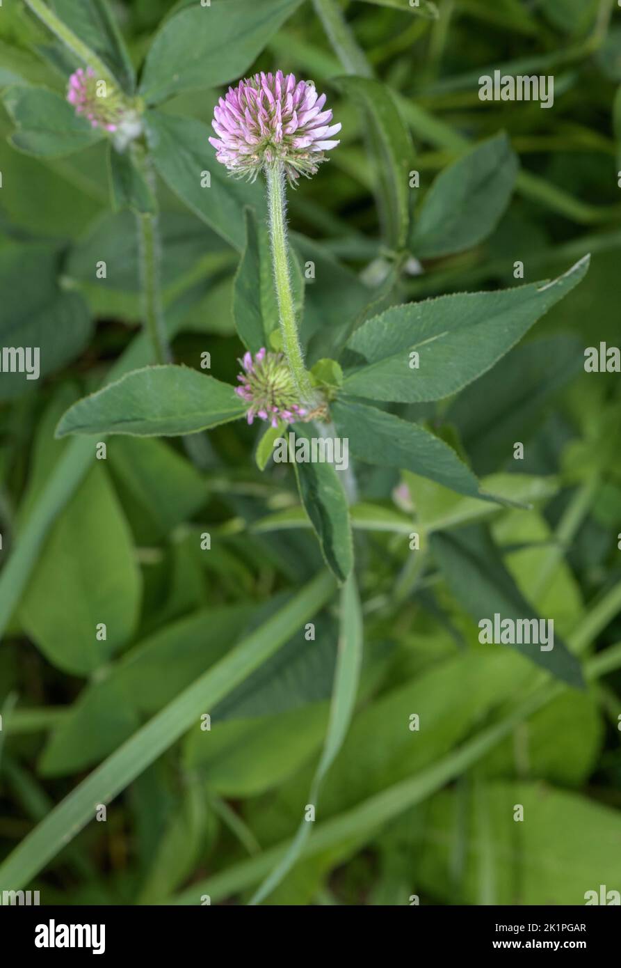 Pink form of Mountain clover, Trifolium montanum in flower in grassland ...