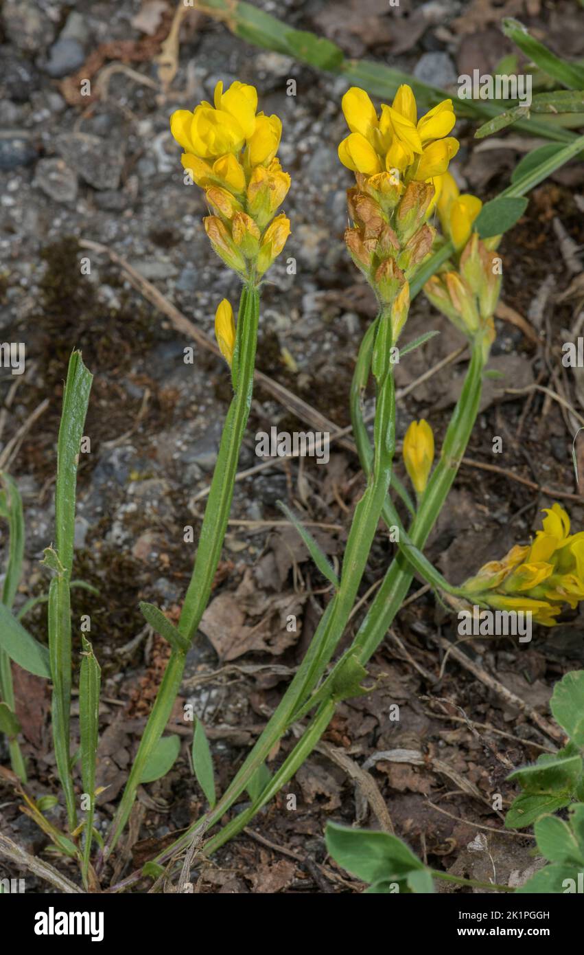 Winged Broom,  Genista sagittalis (formerly Chamaespartium sagittale) in flower in grassland, Pyrenees. Stock Photo