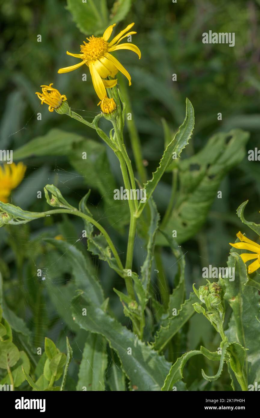 Tournefort's ragwort, Senecio pyrenaicus, in flower, Pyrenees. Stock Photo