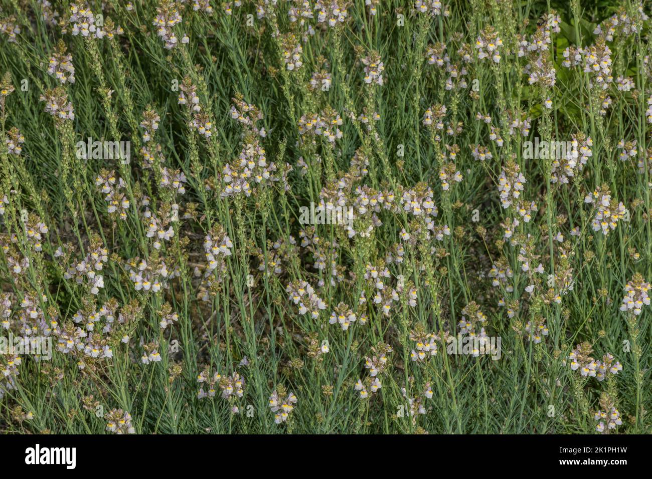 Pale toadflax, Linaria repens, in flower on dry bank, Pyrenees. Stock Photo