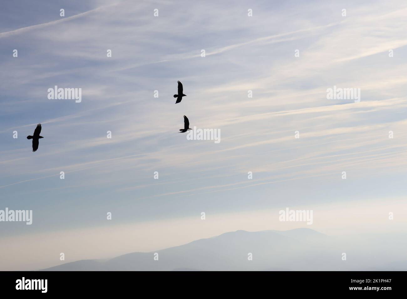 Flight of ravens over the Bükk Mountains in Hungary Stock Photo