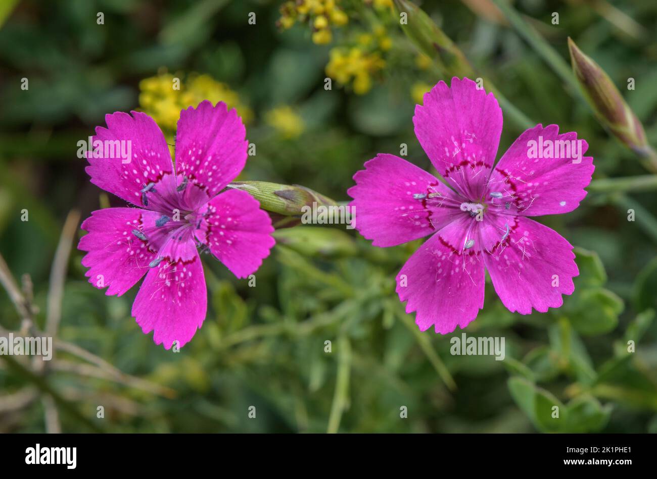 Maiden pink, Dianthus deltoides in flower in mountain grassland. Stock Photo