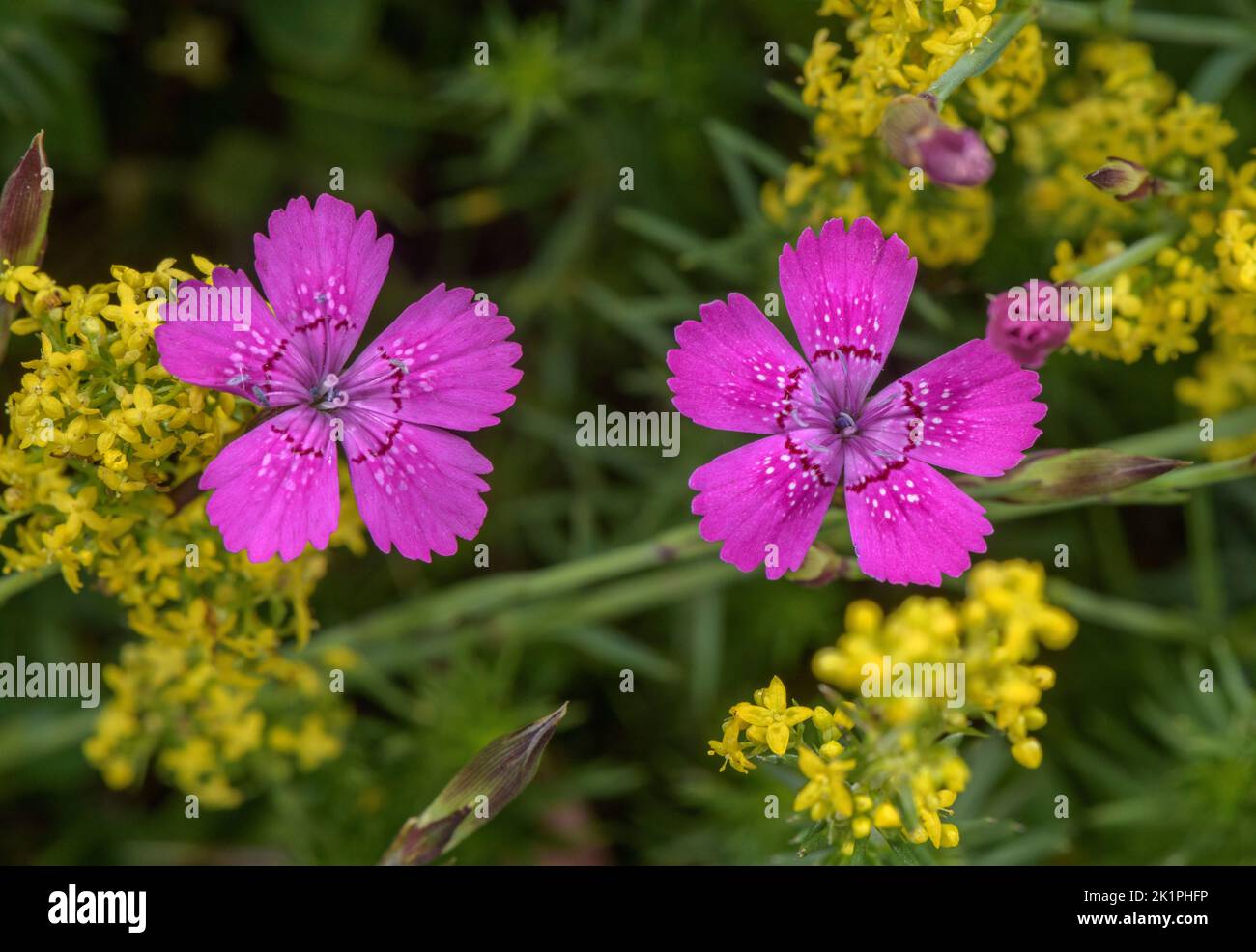 Maiden pink, Dianthus deltoides and Lady's bedstraw, Galium verum, in flower, in old acid grassland. Stock Photo