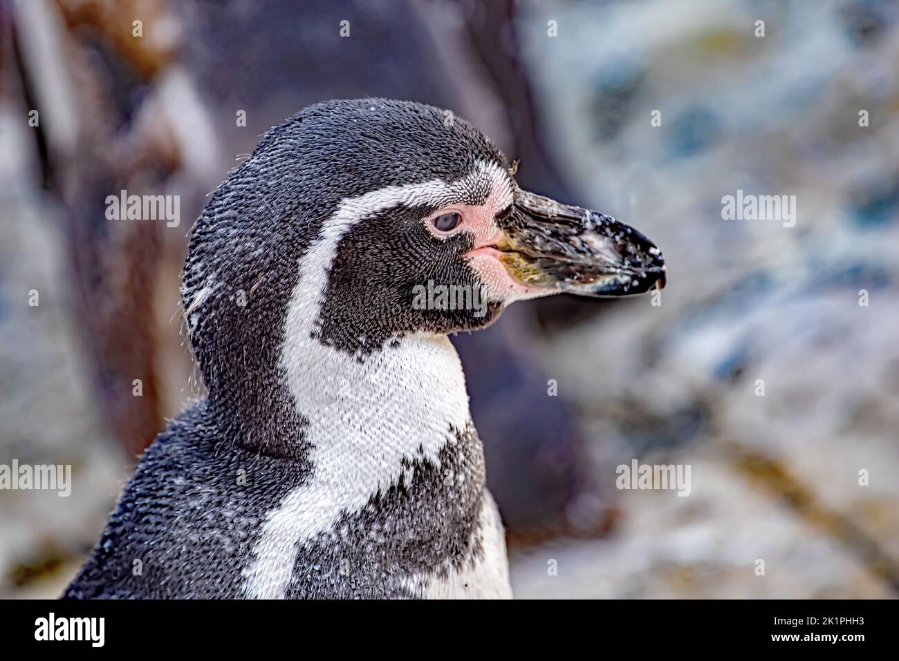 Mein Freund der Pinguin Stock Photo