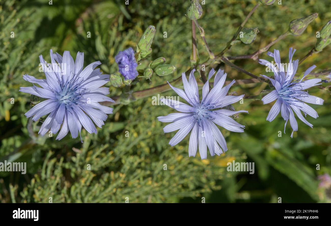 Hairless Blue-sowthistle, Cicerbita plumieri, in flower in the eastern Pyrenees. Stock Photo