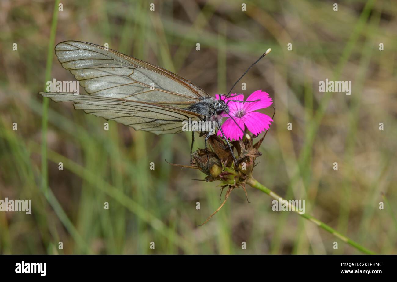 Black-veined White on  Carthusian Pink, Dianthus carthusianorum, Stock Photo