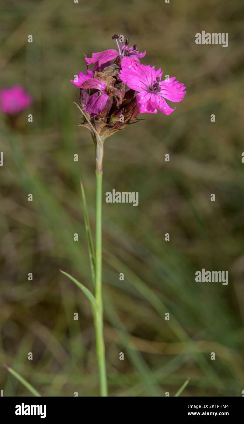 Carthusian Pink, Dianthus carthusianorum, in flower, Pyrenees. Stock Photo