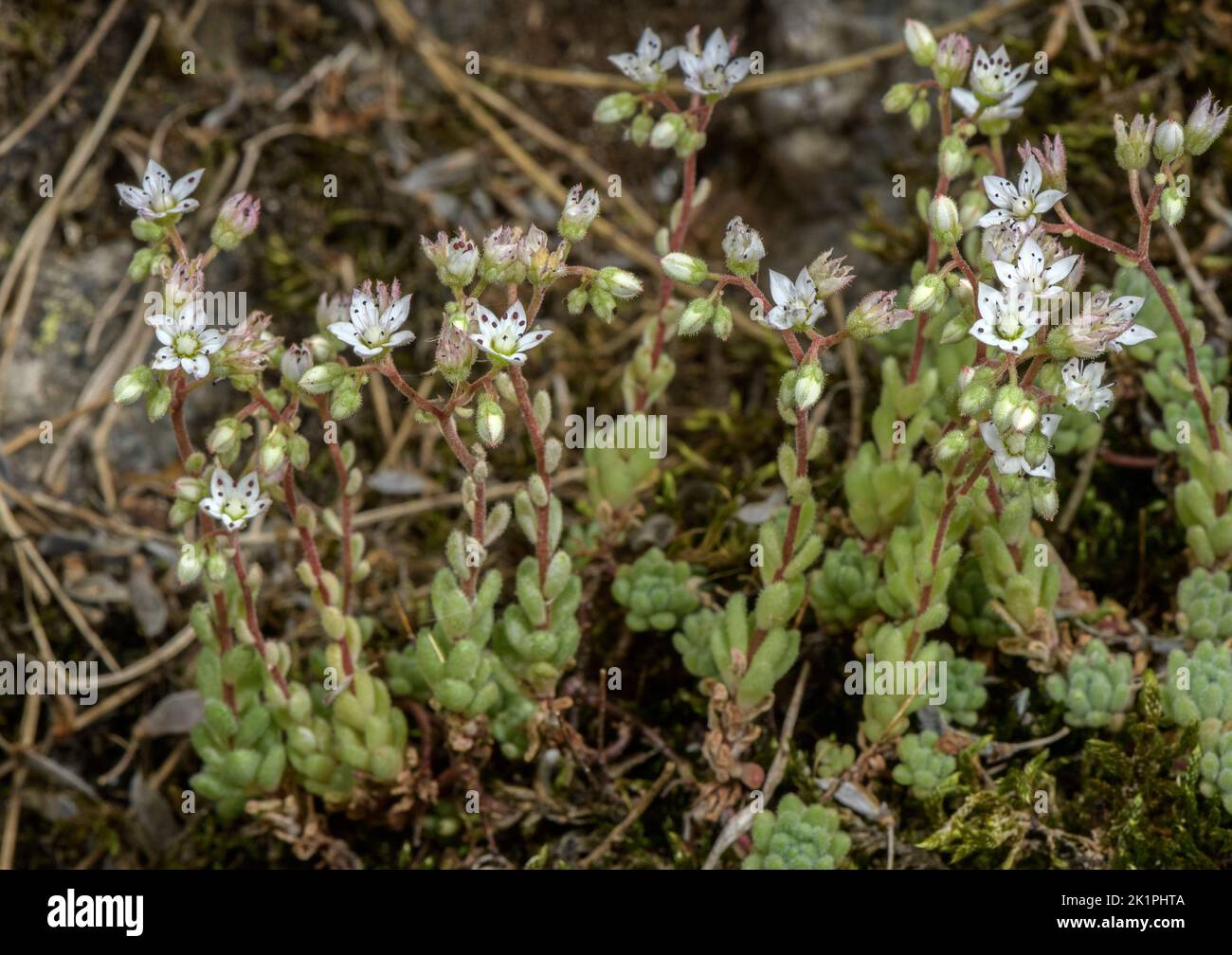 Hairy Stonecrop, Sedum hirsutum in flower in crevice of hard acidic rock, Pyrenees. Stock Photo