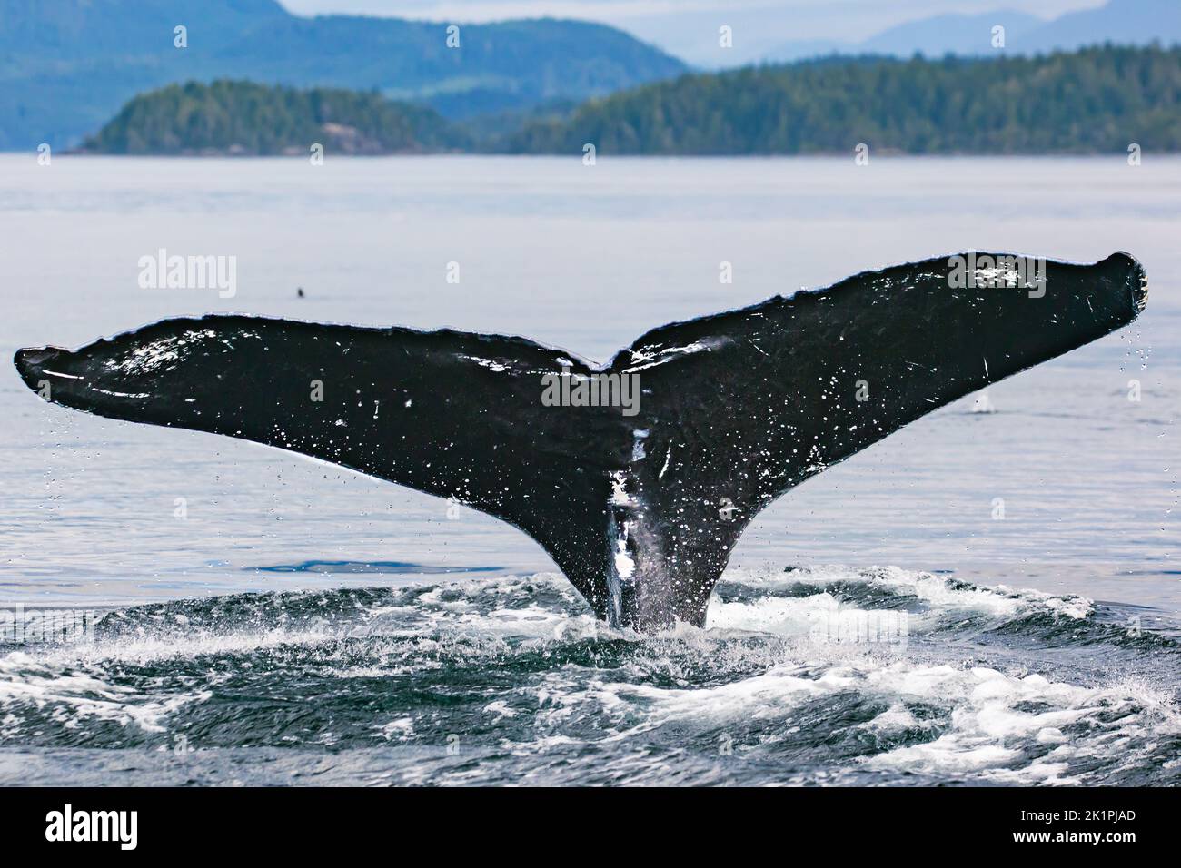 The tail of a whale splashing out of seawater Stock Photo - Alamy
