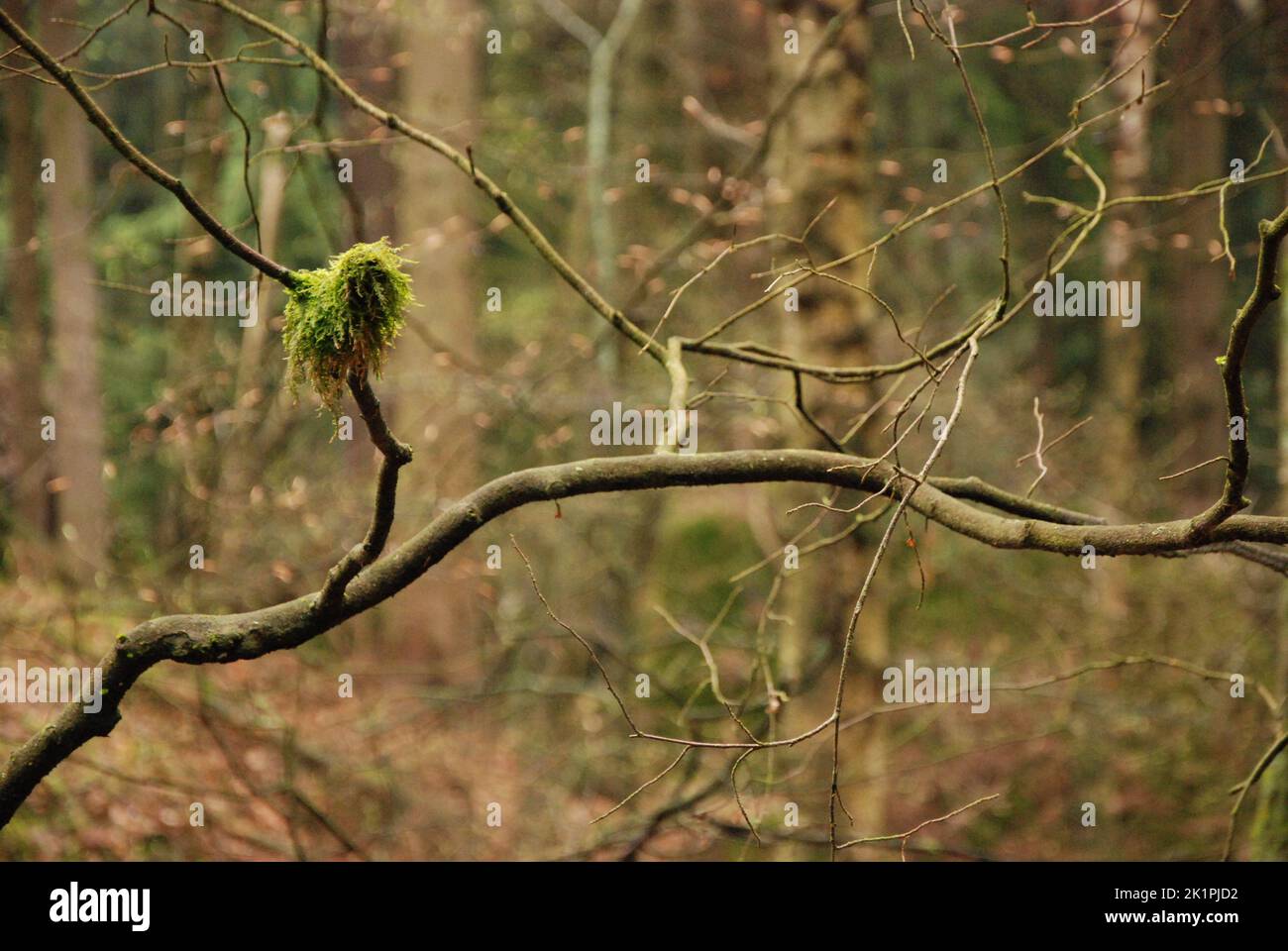 A closeup shot of a branch with tufts of green moss in the Bohemian Paradise in Czech Republic Stock Photo